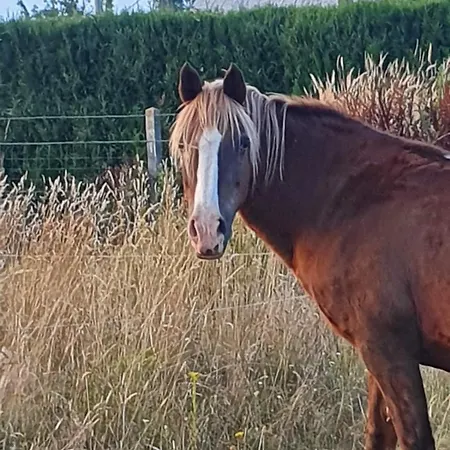 La P'tite Maison بيت للعطل Epegard